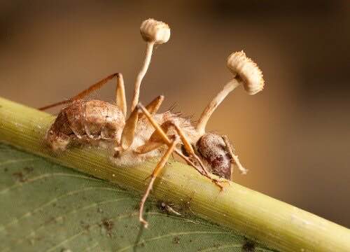 The Reality of Parasitic Zombie Fungi From "The Last of Us"